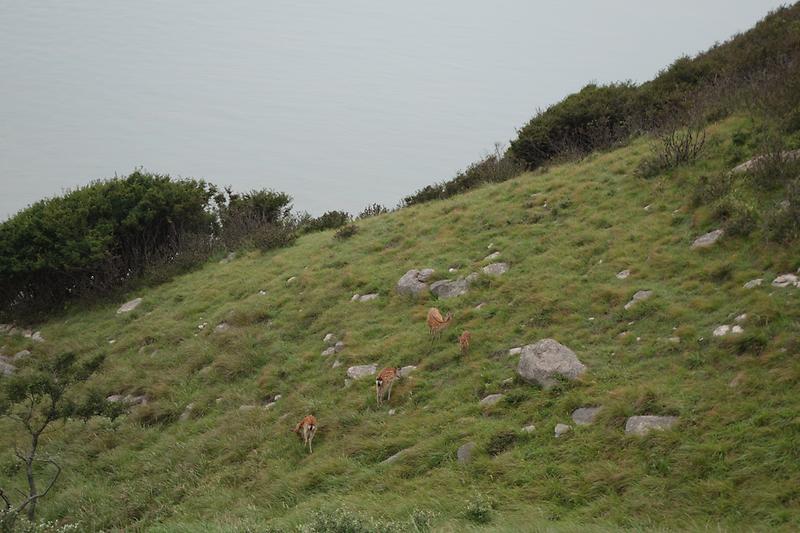 Camping at Guleopdo Island2.jpg image