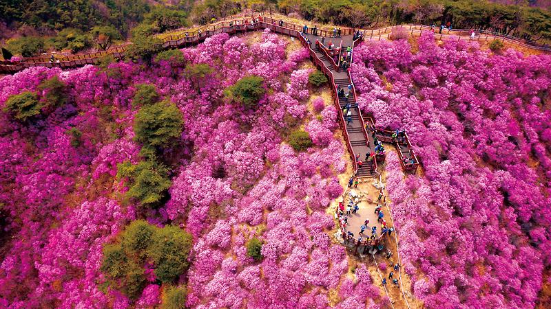 새창: 고려산 진달래1