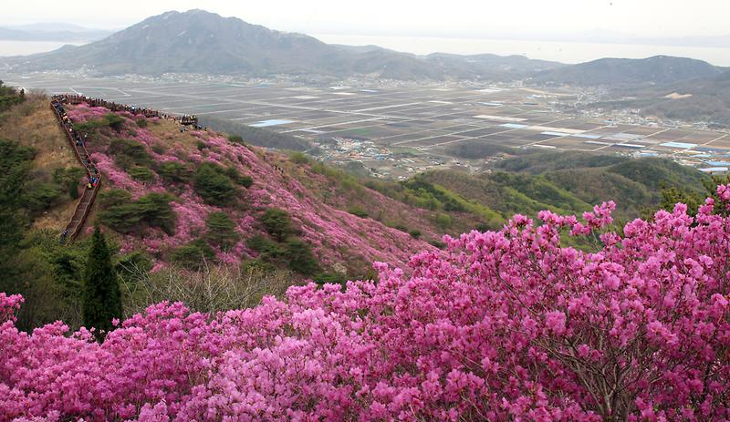 새창: 고려산 진달래2