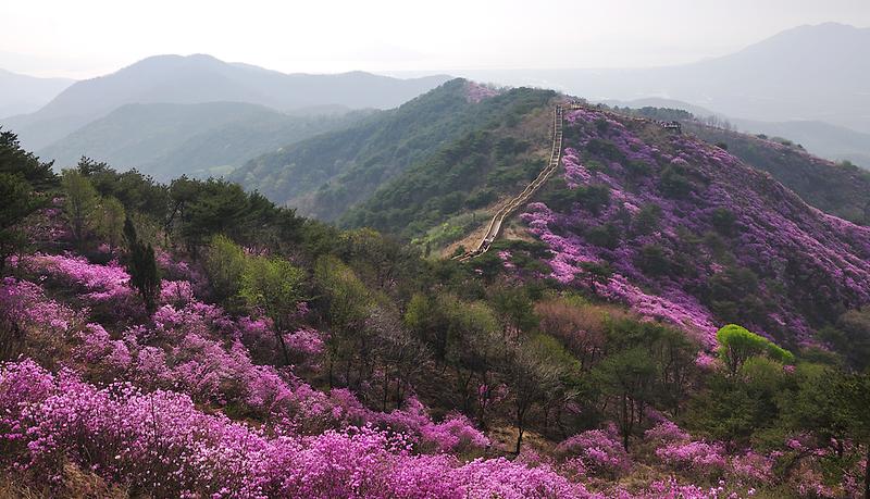 새창: 고려산 진달래3