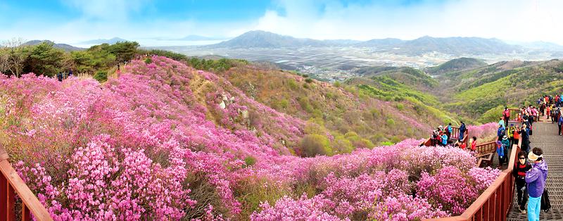 새창: 고려산 진달래4