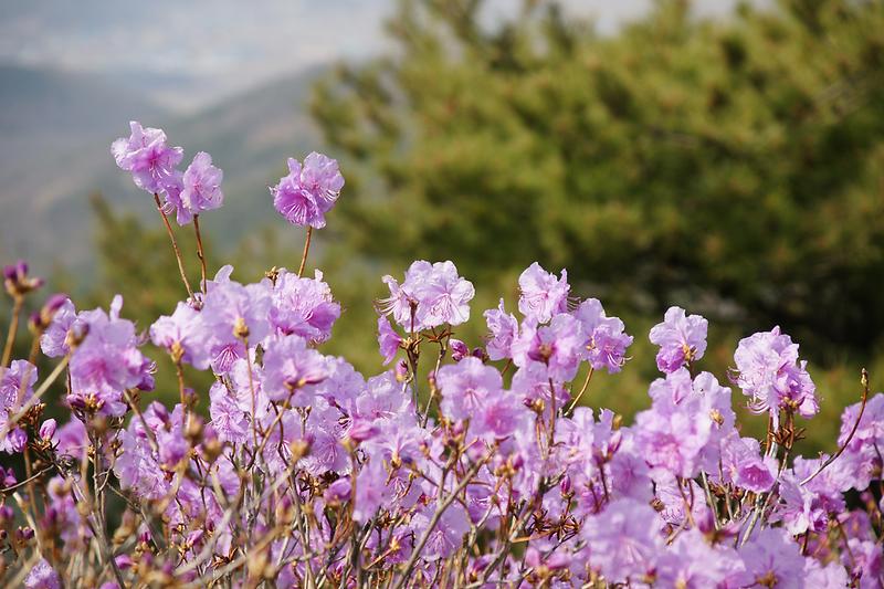 새창: 고려산 진달래5