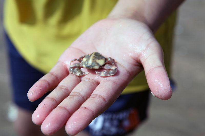 새창: 무의도 갯벌체험2