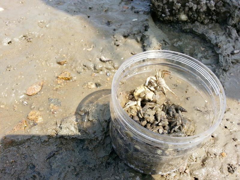 새창: 무의도 갯벌체험3