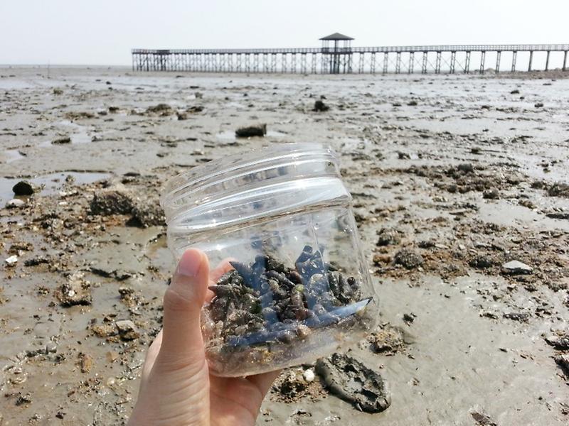 새창: 무의도 갯벌체험4