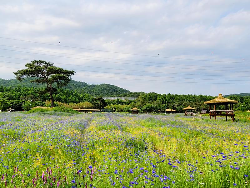 새창: 인천대공원38